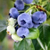 Climax Blueberry - USDA Organic -Blooming Yard Climax Blueberry 600x600 61e14c7f 535b 4e21 94de 3e06b5d914ce