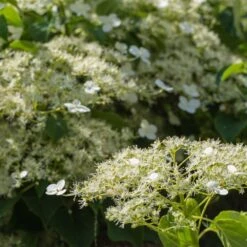 Climbing Hydrangea -Blooming Yard Climbing Hydrangea 2