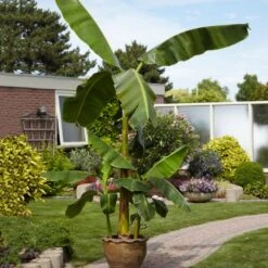 Cold Hardy Banana Tree -Blooming Yard Cold Hardy Banana Tree 1