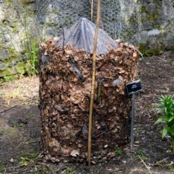 Cold Hardy Banana Tree -Blooming Yard Cold Hardy Banana Tree FGT 3