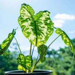 Colocasia 'Hilo Beauty' -Blooming Yard Colocasia Hilo beauty 1
