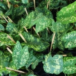 Colocasia 'Hilo Beauty' -Blooming Yard Colocasia Hilo beauty 2