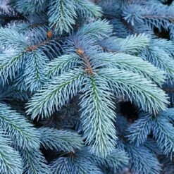 Colorado Blue Spruce Tree -Blooming Yard Colorado BLue Spruce 1 FGT