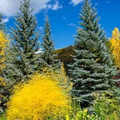 Colorado Blue Spruce Tree -Blooming Yard Colorado BLue Spruce 4 FGT