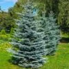 Colorado Blue Spruce Tree -Blooming Yard Colorado BLue Spruce 600x600 FGT