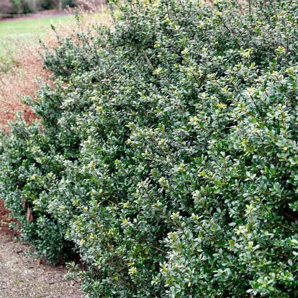 Compacta Japanese Holly Shrub 3 Compacta Japanese Holly Shrub