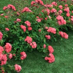 Coral Drift® Rose -Blooming Yard Coral Drift Rose 2 FGT
