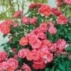 Coral Drift® Rose -Blooming Yard Coral Drift Rose FGT 600x600 7aa61bda abb9 40dd 8f10 9dd3d5869106