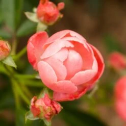 Coral Knock Out® Rose Shrub 9 Coral Knock Out® Rose Shrub -Blooming Yard Coral Knockout Rose 2 FGT