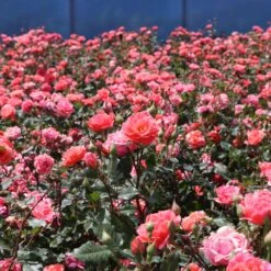 Coral Knock Out® Rose Shrub 8 Coral Knock Out® Rose Shrub -Blooming Yard Coral Knockout Rose 3 FGT