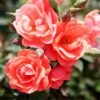 Coral Knock Out® Rose Shrub 1 Coral Knock Out® Rose Shrub -Blooming Yard Coral Knockout Rose FGT 600x600 648fed75 c4bc 4987 93a6 de7b93aadabc