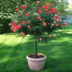 Blooming Yard -Blooming Yard Coral Knockout Rose Tree