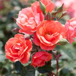 Coral Knock Out® Rose Tree -Blooming Yard Coral Knockout Rose Tree 1