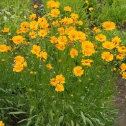 Nana Coreopsis (Tickseed) Plant 9 Nana Coreopsis (Tickseed) Plant -Blooming Yard Coreopsis Nana 1