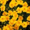 Nana Coreopsis (Tickseed) Plant -Blooming Yard Coreopsis Nana 600x600 3216ecdb 069d 476d 8860 390f66c2a251