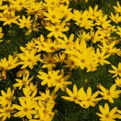 Threadleaf Coreopsis Plant -Blooming Yard Coreopsis Zagreb 1