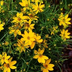Threadleaf Coreopsis Plant -Blooming Yard Coreopsis Zagreb 3 FGT