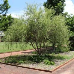 Corkscrew Willow Tree 10 Corkscrew Willow Tree -Blooming Yard Corkscrew Willow 1