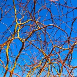 Corkscrew Willow Tree 13 Corkscrew Willow Tree -Blooming Yard Corkscrew Willow 6