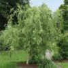 Corkscrew Willow Tree -Blooming Yard Corkscrew Willow FGT 600x600 98e00d96 a189 43b0 87e6 dd2ecee62aac