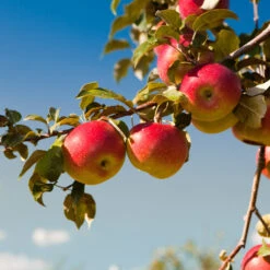 Honeycrisp™ & Cortland Twisted Apple Tree 10 Honeycrisp™ & Cortland Twisted Apple Tree -Blooming Yard Cortland
