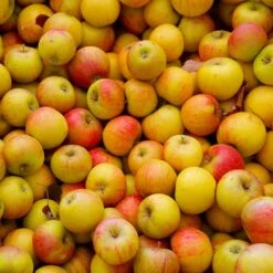 Cox's Orange Pippin Apple Tree -Blooming Yard Coxs Orange Pippen 2