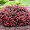 Crimson Pygmy Barberry Shrub -Blooming Yard Crimson Pygmy Barberry 2 FGT