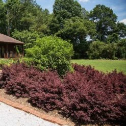 Crimson Fire™ Loropetalum -Blooming Yard Crimson Fire Loropetalum 3