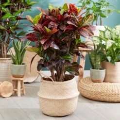 Sunset Hues House Plant Kit -Blooming Yard Croton Petra 1 FGT 445f7f6a 00f4 451b a6b3 3f52129ac266
