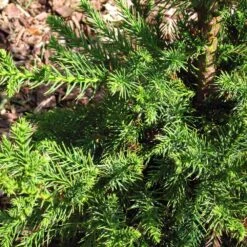 Black Dragon Cryptomeria -Blooming Yard Cryptomeria Black Dragon 3