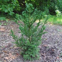 Black Dragon Cryptomeria -Blooming Yard Cryptomeria Black Dragon 4