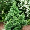 Black Dragon Cryptomeria -Blooming Yard Cryptomeria Black Dragon FGT 600x600 9cd5898a a453 4463 8500 45fbd2c94a22