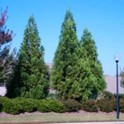 Cryptomeria Radicans -Blooming Yard Cryptomeria Radicans 2