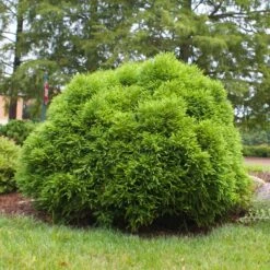 Cryptomeria 'Globosa Nana' Shrub -Blooming Yard Cryptomeria Radicans 3