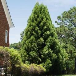 Cryptomeria Radicans -Blooming Yard Cryptomeria Radicans 5