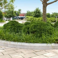 Cryptomeria 'Globosa Nana' Shrub -Blooming Yard Cryptomeria Radicans 5 1b1b9abd 7f86 4bef bc80 cb1e72effa46