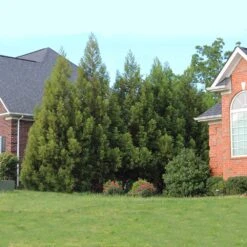 Cryptomeria Radicans -Blooming Yard Cryptomeria Radicans 6