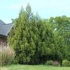 Yoshino Japanese Cedar -Blooming Yard Cryptomeria Yoshino FGT 600x600 f6fd6716 bc05 496c 9aa4 eb10a2750c8f