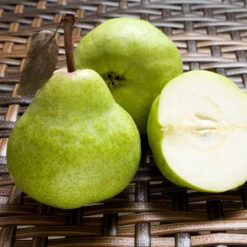 D'Anjou Pear Tree -Blooming Yard DAnjou Pear 3 FGT da277ba9 1c1c 4f9f 9202 bc3a27216f3b