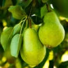 D'Anjou Pear Tree -Blooming Yard DAnjou Pear FGT 600x600 47b2e1af de7d 461b 83bc 1a4a17bbced1