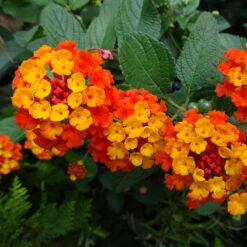 Dallas Red Lantana -Blooming Yard Dallas Red lantana 4