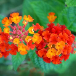 Dallas Red Lantana -Blooming Yard Dallas Red lantana 7 FGTjpg