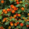 Dallas Red Lantana 2 Dallas Red Lantana -Blooming Yard Dallas Red lantana FGT 600x600 9259de82 fa99 437e 9033 05b9b734c26f