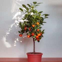 Dancy Tangerine Tree -Blooming Yard Dancy Tangerine 2 FGT