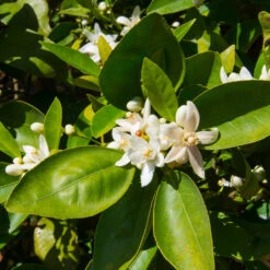 Dancy Tangerine Tree -Blooming Yard Dancy Tangerine 7