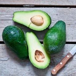 Condo™ Avocado Tree -Blooming Yard Day Condo Avocado 5 FGT