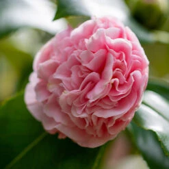 Debutante Camellia -Blooming Yard Debutante Camellia 3 FGT