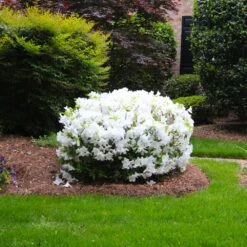Delaware Valley White Azalea -Blooming Yard Delaware Valley Azalea FGT 2