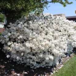 Delaware Valley White Azalea -Blooming Yard Delaware Valley Azalea FGT 3