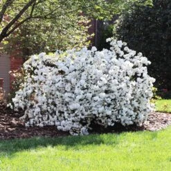 Delaware Valley White Azalea -Blooming Yard Delaware Valley Azalea FGT 4